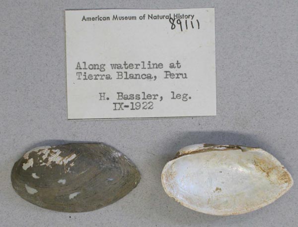 specimen