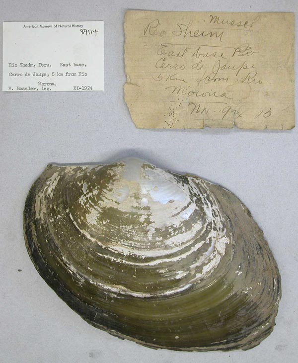 specimen