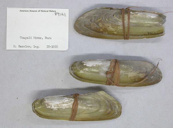 specimen