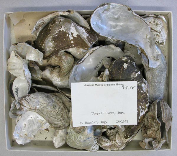 specimen