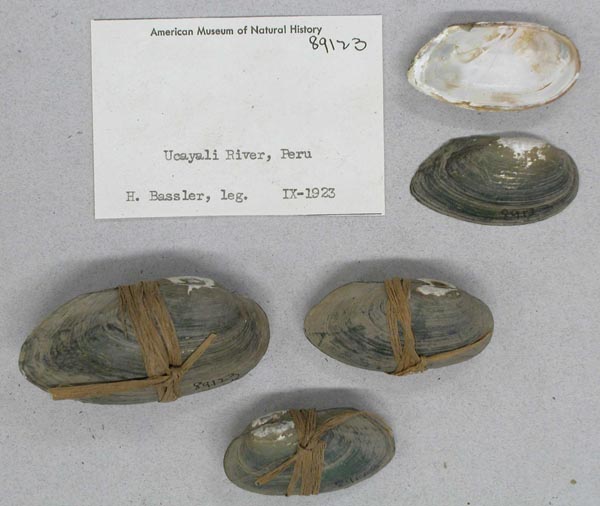 specimen