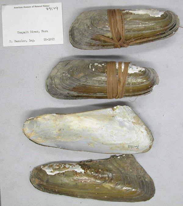 specimen