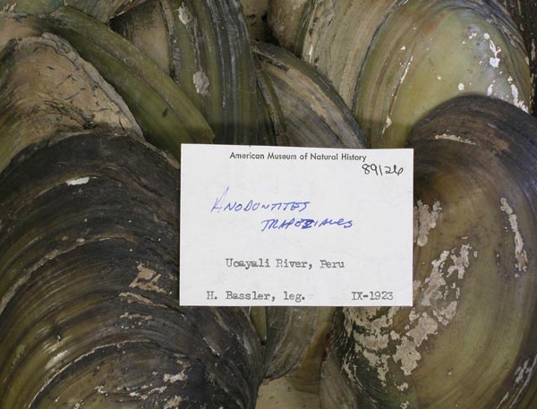 specimen