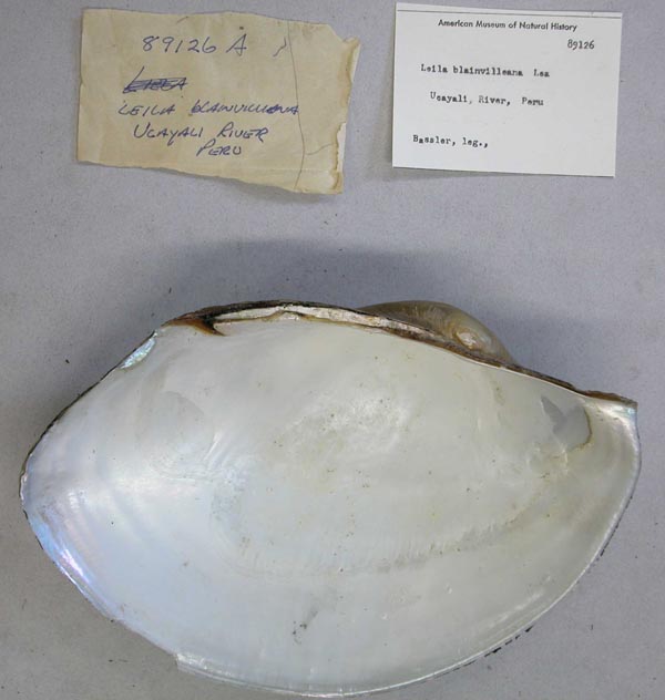 specimen