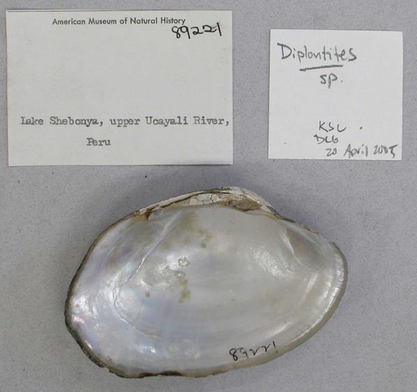 specimen