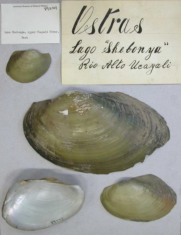 specimen