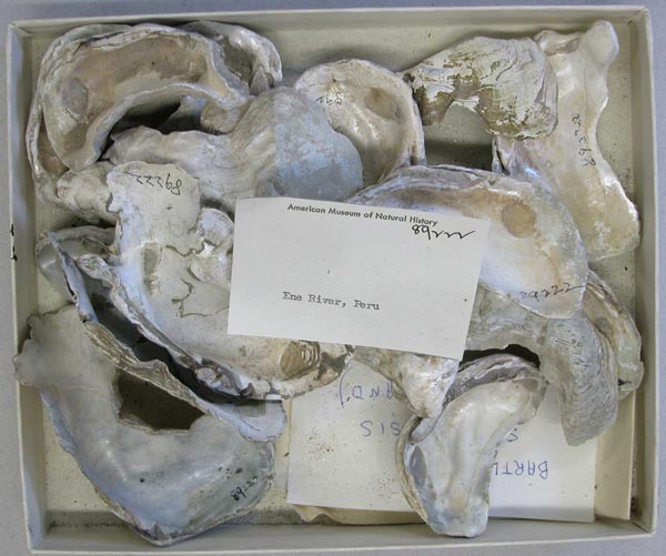specimen