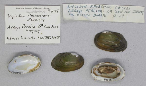 specimen