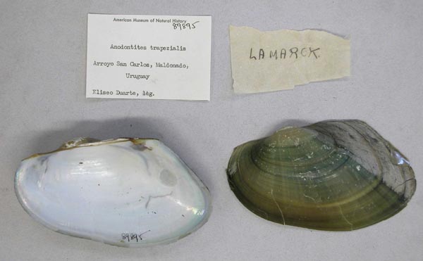 specimen