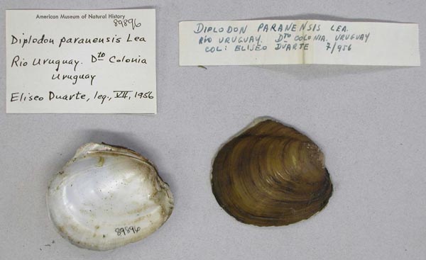 specimen