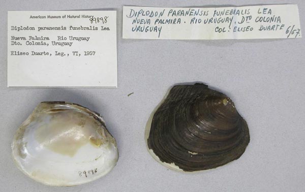 image of lot AMNH_89898 image of lot AMNH_89898