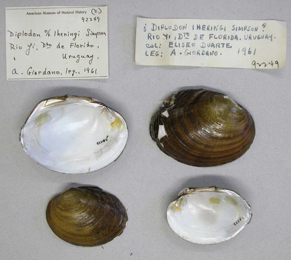 specimen