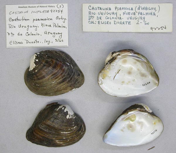 specimen