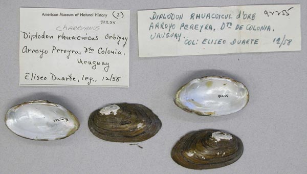 image of lot AMNH_92255 image of lot AMNH_92255