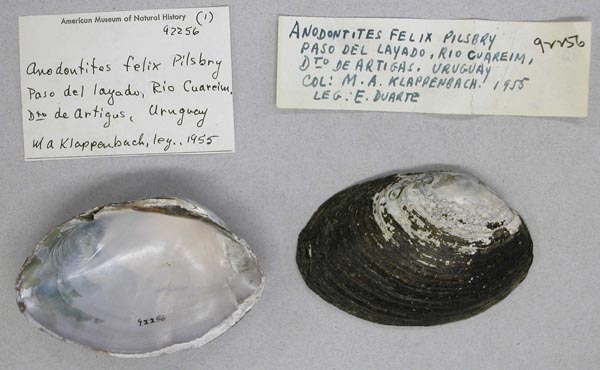 specimen