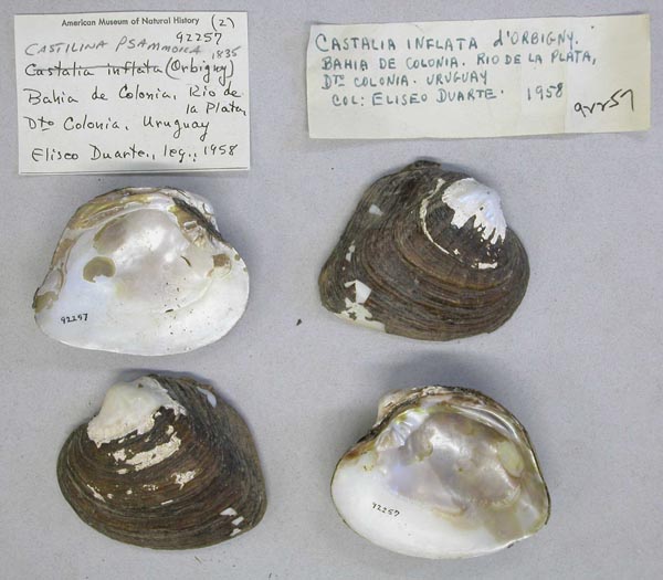 specimen