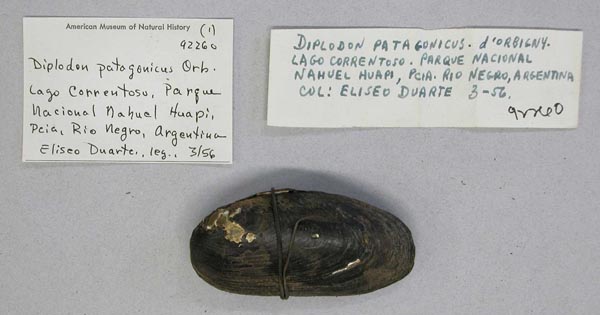 specimen