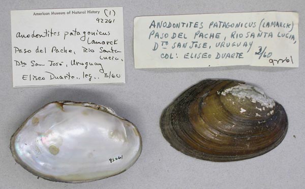 specimen