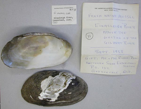 specimen