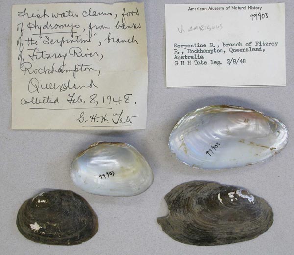 specimen