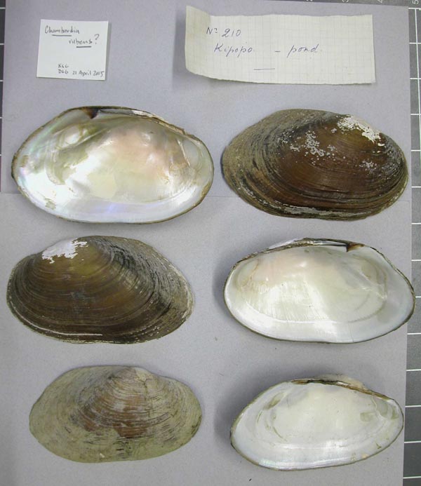 specimen