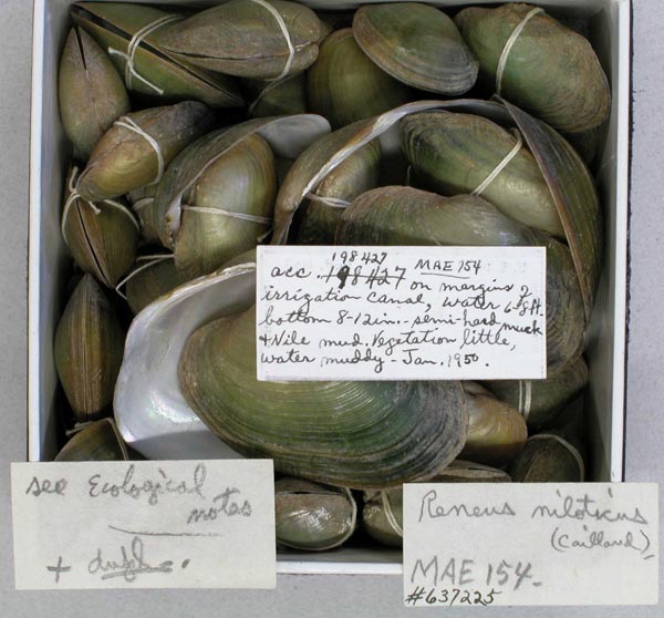 specimen