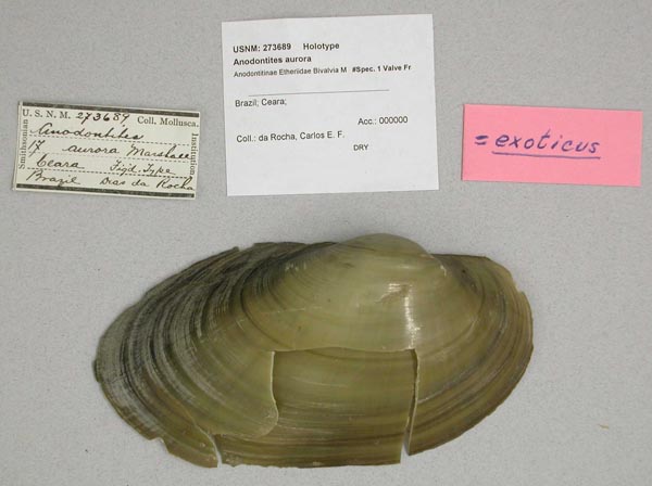 specimen