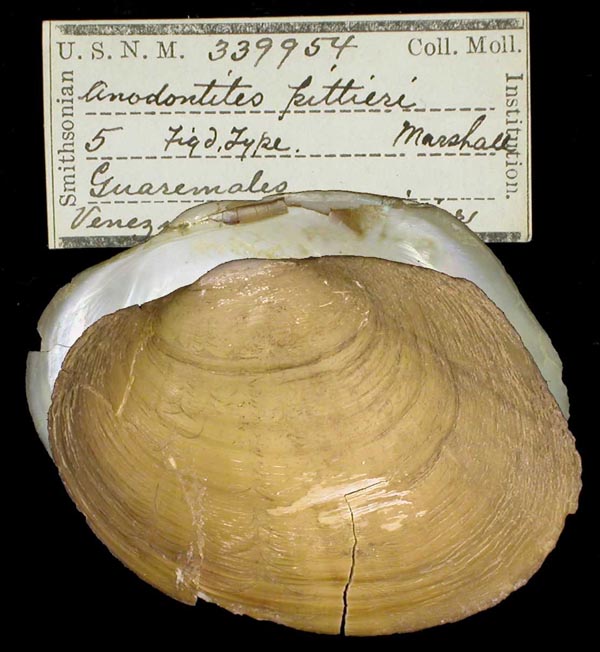 specimen