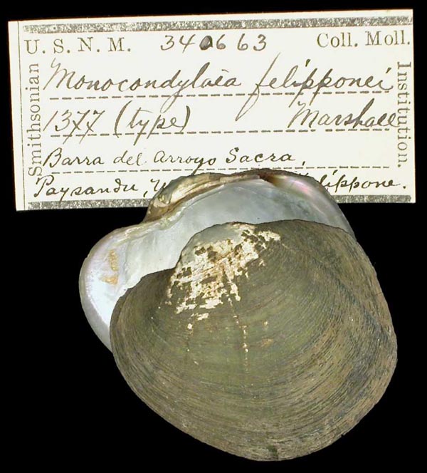 specimen