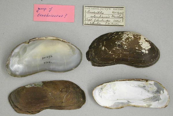 specimen