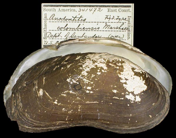 specimen