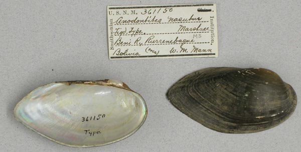 specimen