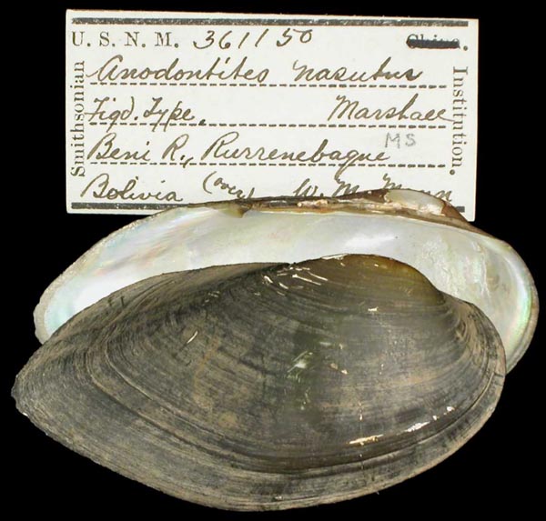 specimen