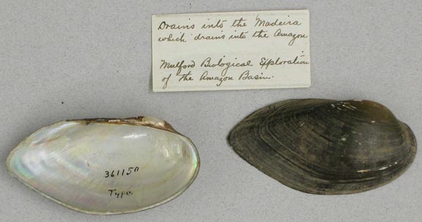 specimen