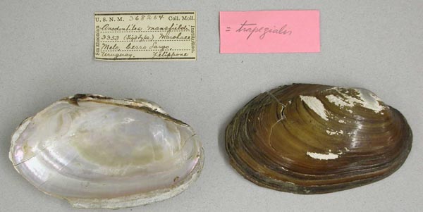 specimen