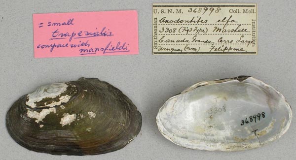 specimen
