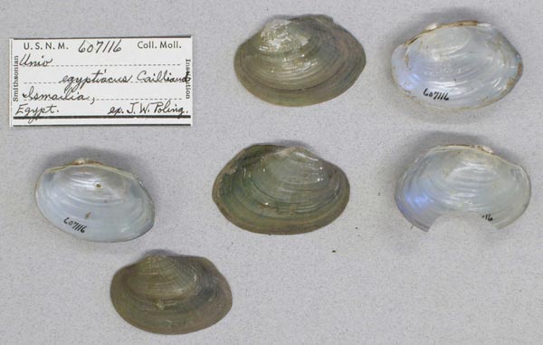 specimen