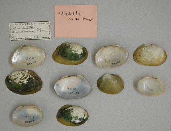 specimen