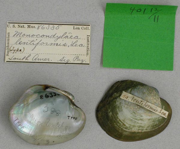 specimen