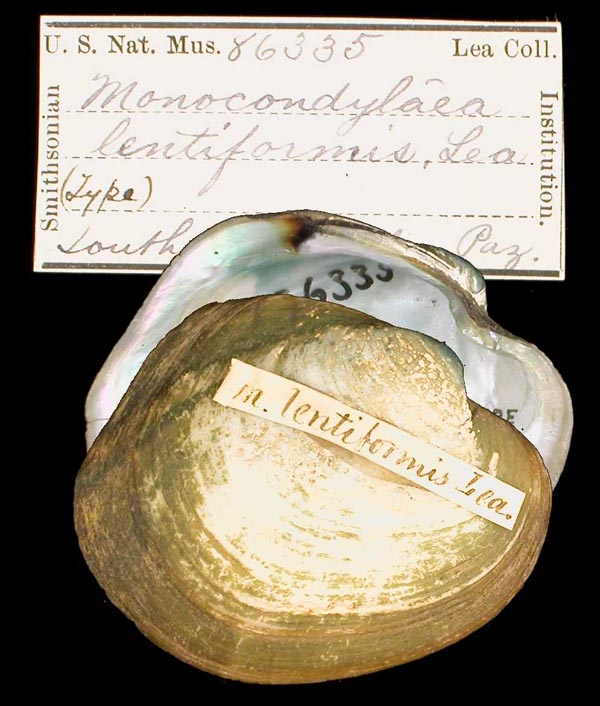 specimen
