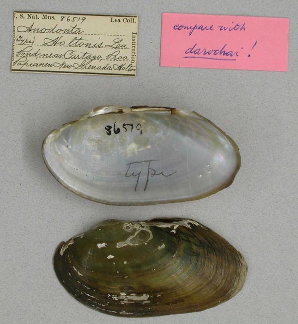 specimen
