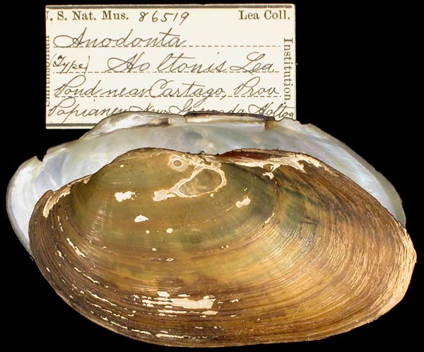 specimen