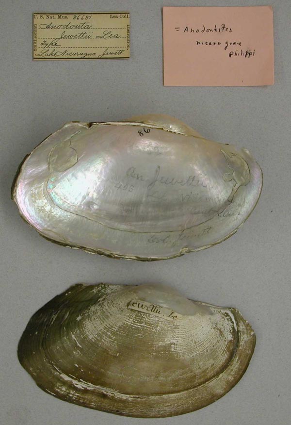 specimen