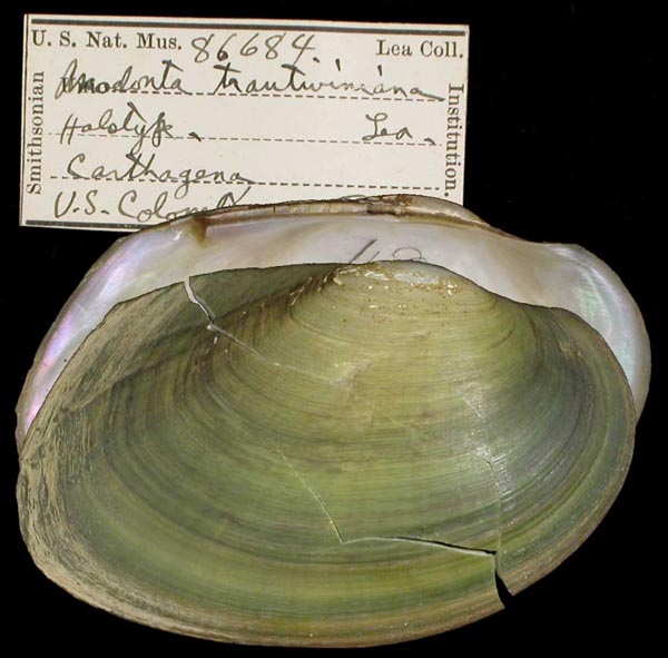 specimen