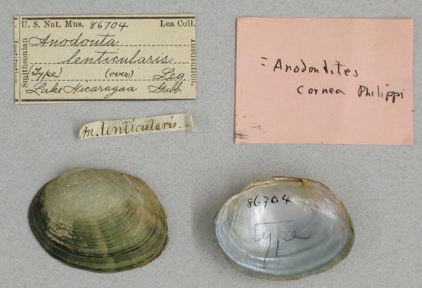 specimen