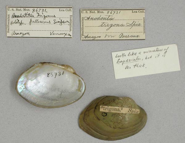 specimen