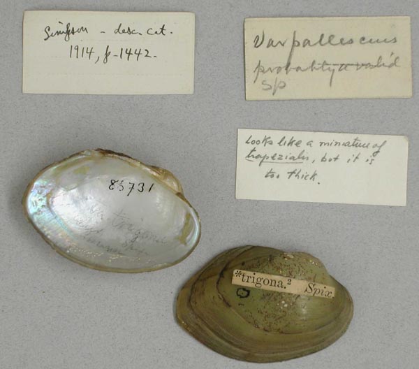 specimen