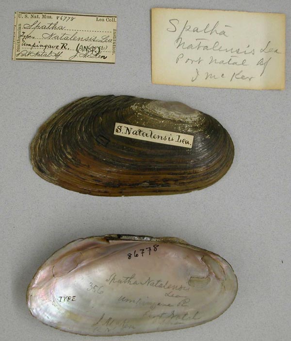 specimen