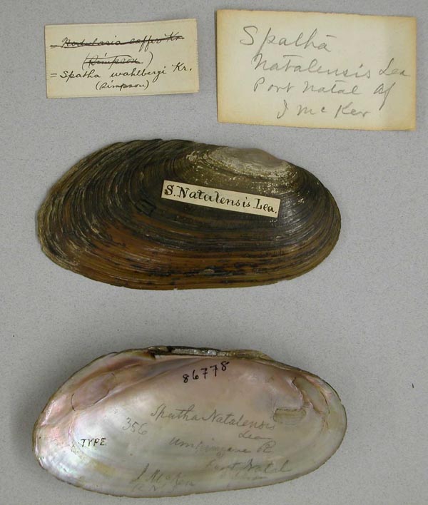 specimen