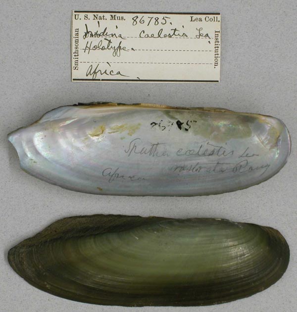 specimen